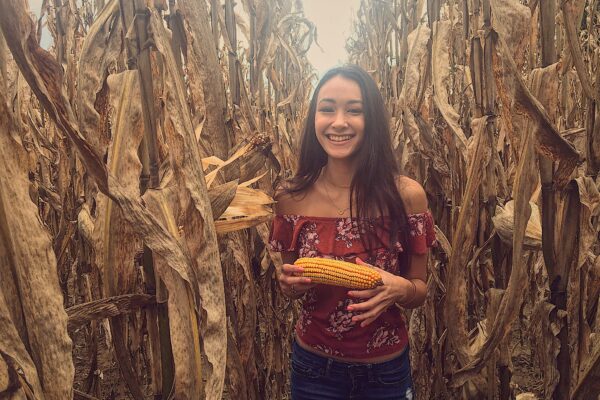 Fall Corn Field