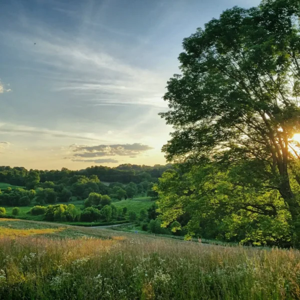 Sweeping view of rolling green meadows and forested hills at Stroud Preserve, with sunlight breaking through the tree canopy — walking trails near West Chester