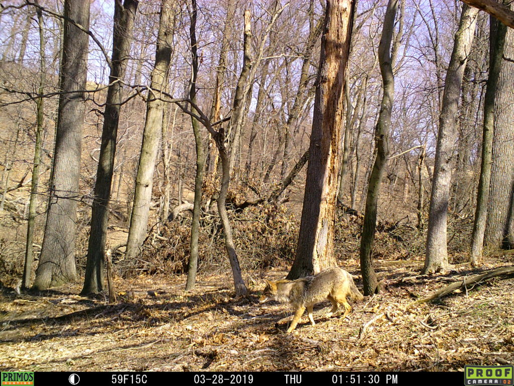 hunting in the woods 
