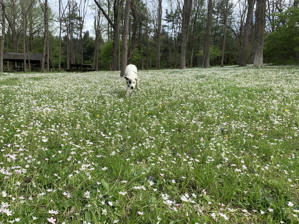 Destressing during finals with dogs