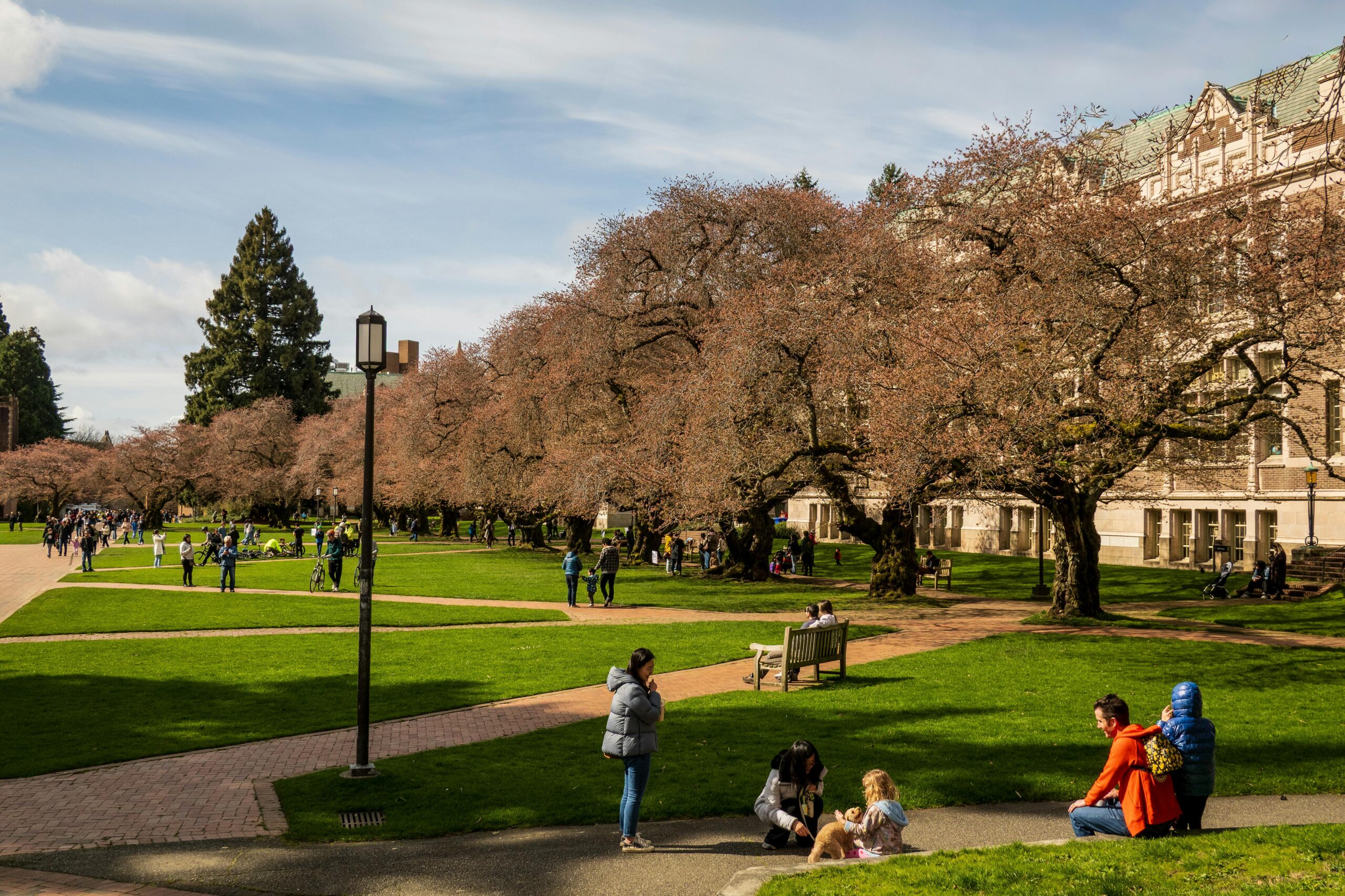 Cherry blossoms in full bloom at University of Washington's quad, Seattle.