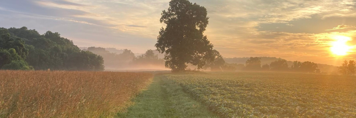 Misty sunrise over an open field at ChesLen Preserve with a lone tree silhouetted against a golden sky and morning fog rolling across the landscape — walking trails near West Chester